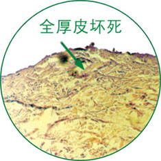 zoty中欧·(中国有限公司)官方网站