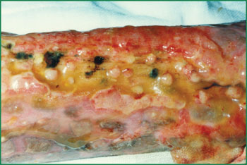 zoty中欧·(中国有限公司)官方网站