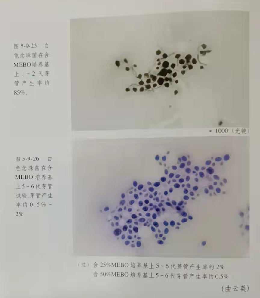 zoty中欧·(中国有限公司)官方网站